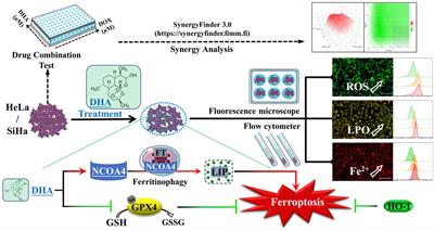 Susceptibility of cervical cancer to dihydroartemisinin-induced ferritinophagy-dependent ferroptosis